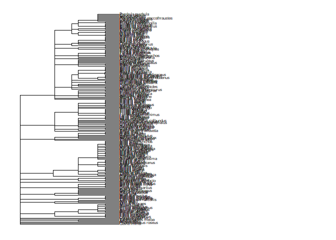 labelled tree of allspecies